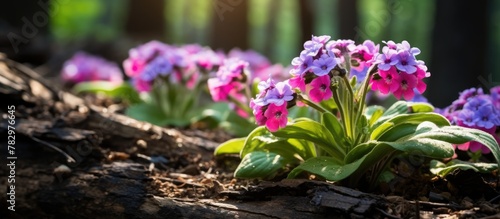 Purple flowers in the sunlight