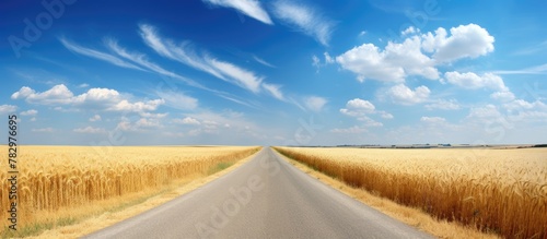 Dirt road and wheat field u...