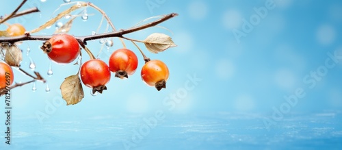 Fruit dangling from branch ...