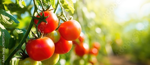 Organic greenhouse tomatoes...