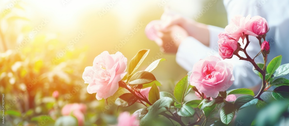 Person holds flower in field