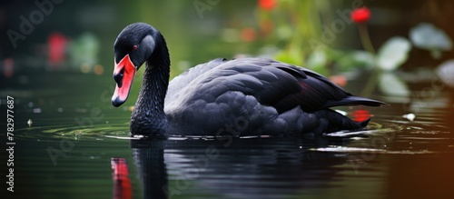 Red-billed swan swimming in...