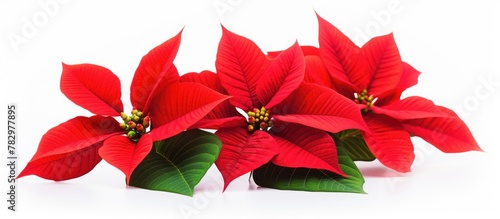 Three red poinsettias on wh...