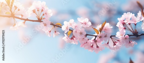 Cherry tree branch with blo...