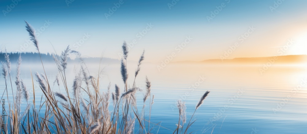Fototapeta premium Reeds by lake at sunrise