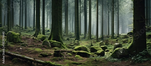 Mossy rocks in dense forest