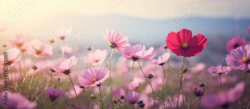 Purple flowers field mountains backdrop