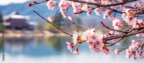 Tree with pink blossoms by ...