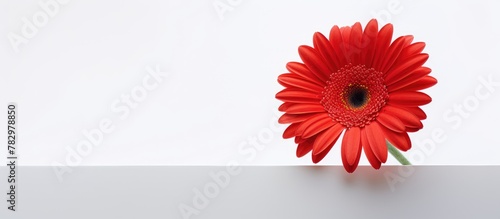 Red blooming flower on a wh...