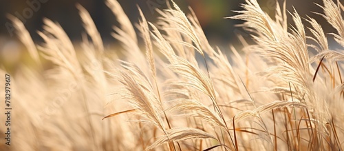 Tall grass in a field with a hazy background photo