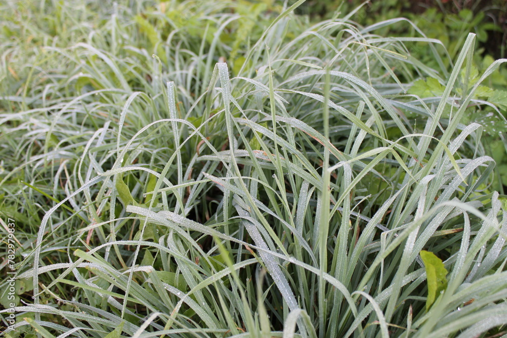 There are a lot of very small drops of rain or dew on the hard grass of the sedge. There are a lot of very small drops of rain or dew on the hard grass of the sedge.
