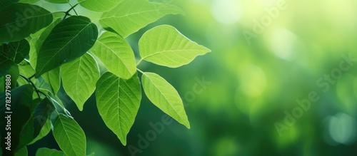 Sunlit foliage close-up