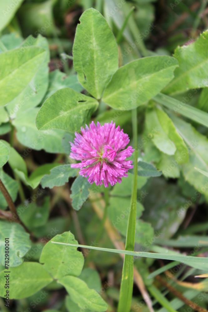 Bright pink round inflorescence of the forage meadow plant red clover (Trifolium rubens). Bright pink round inflorescence of the forage meadow plant red clover (Trifolium rubens).