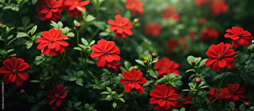 Vibrant red blooms amidst lush greenery Vibrant red blooms amidst lush greenery