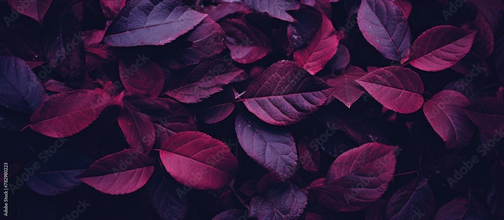 Purple foliage against dark backdrop