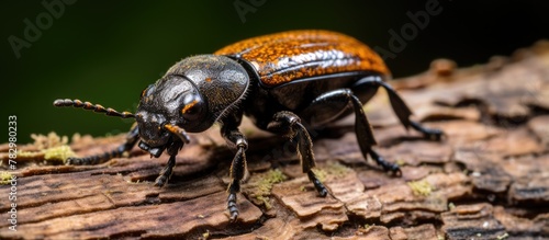 Beetle on Tree Branch © vxnaghiyev