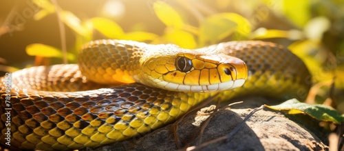 A snake basking on a rocky ...
