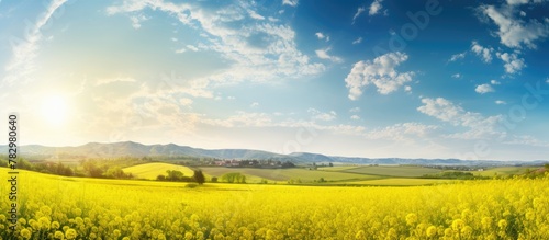 Yellow flower field under blue sky