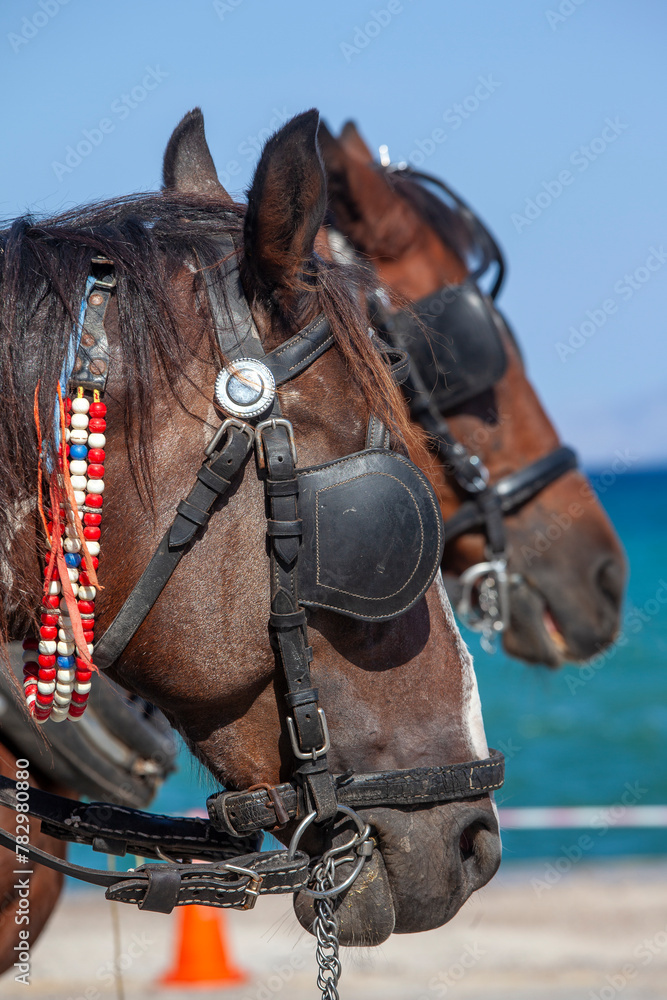 Two brown horses with bridles, reins and blinkers. These are horses that carry touristic carriages, in Spetses island, Argosaronic gulf, Attica region, Greece, Europe.