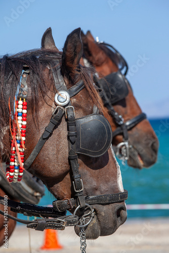 Obraz na płótnie Two brown horses with bridles, reins and blinkers. These are horses that carry touristic carriages, in Spetses island, Argosaronic gulf, Attica region, Greece, Europe. w salonie