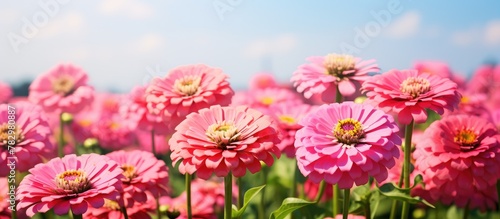 Colorful pink blooms under blue sky