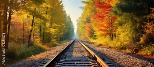 Train tracks amidst forest ...
