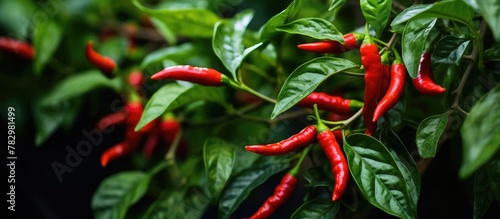 Red chili pepper plant clos...