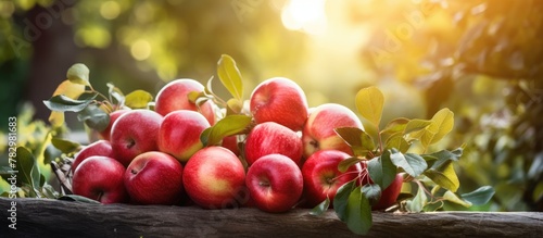 Ripe red apples hang on tre...