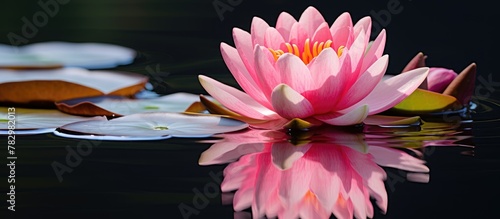 Pink flower floating in water