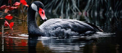 Black swan swimming with re...