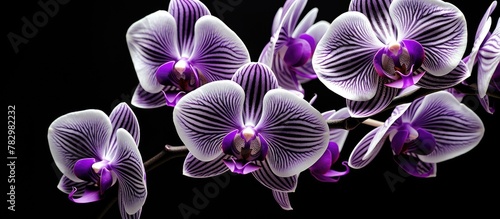 Purple orchids against dark...
