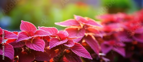 Purple and red foliage under sunny garden photo