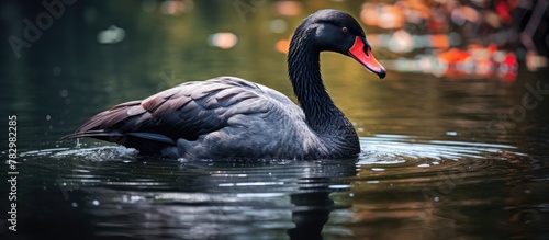 Black swan with red beak sw...