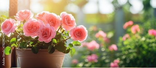 Pink roses in a pot on a wi...
