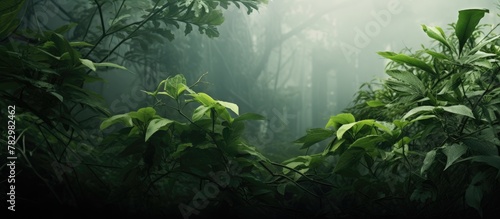 A plant with lush green foliage in a misty woods