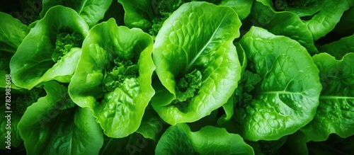 Organic lettuce thriving in...