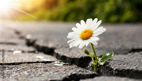 Close-up of a beautiful resilient daisy flower growing from the crack in the asphalt of a road with copy space, hope and survival concept. Generative Ai. © Alberto Masnovo