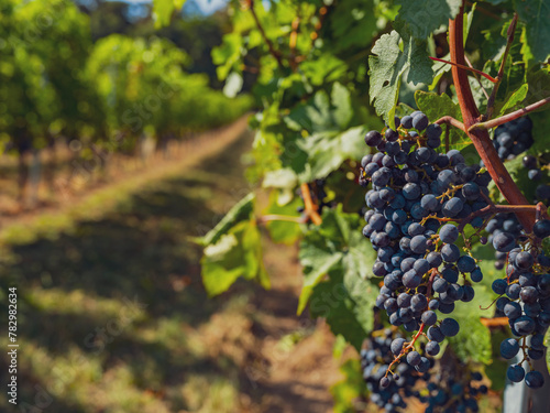 Wallpaper Mural blue merlot grapes in green vineyard Torontodigital.ca