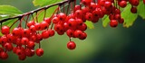 Red berries clustered on a tree