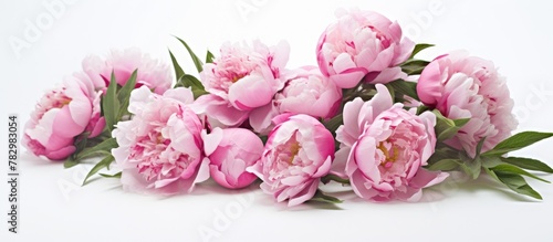 Pink flowers on flat white ...