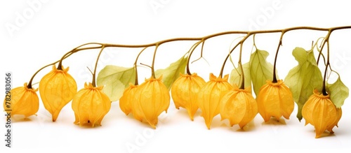 Yellow Blossoms Close-Up
