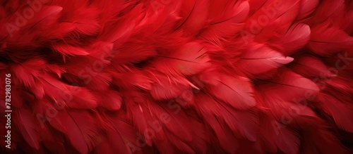 Close red feather detail