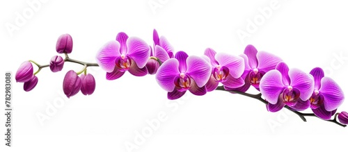 Purple orchids blooming on ...