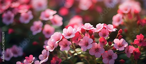 Pink flowers amidst green leaves in a field photo