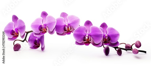 Purple orchids on a white b...