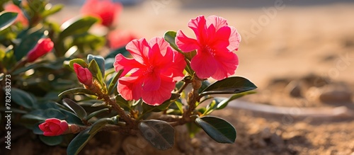 Desert rose blooms in garden