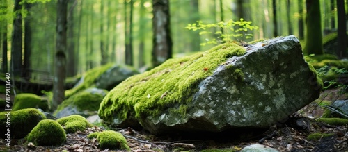 Mossy stone surrounded by forest foliage