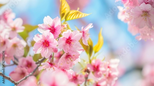 Spring banner  branches of blossoming cherry against background of blue sky and butterflies on nature outdoors.