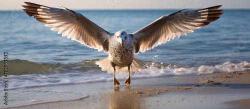 Seagull landing on shore wi...