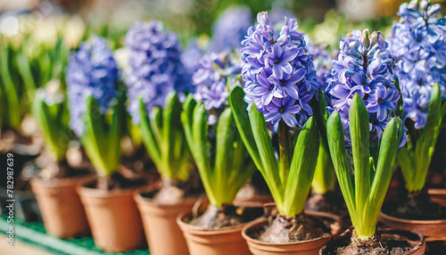 Many blue violet flowering hyacinths in pots are displayed on shelf in floristic store or at street market. Early spring  landscape gardening